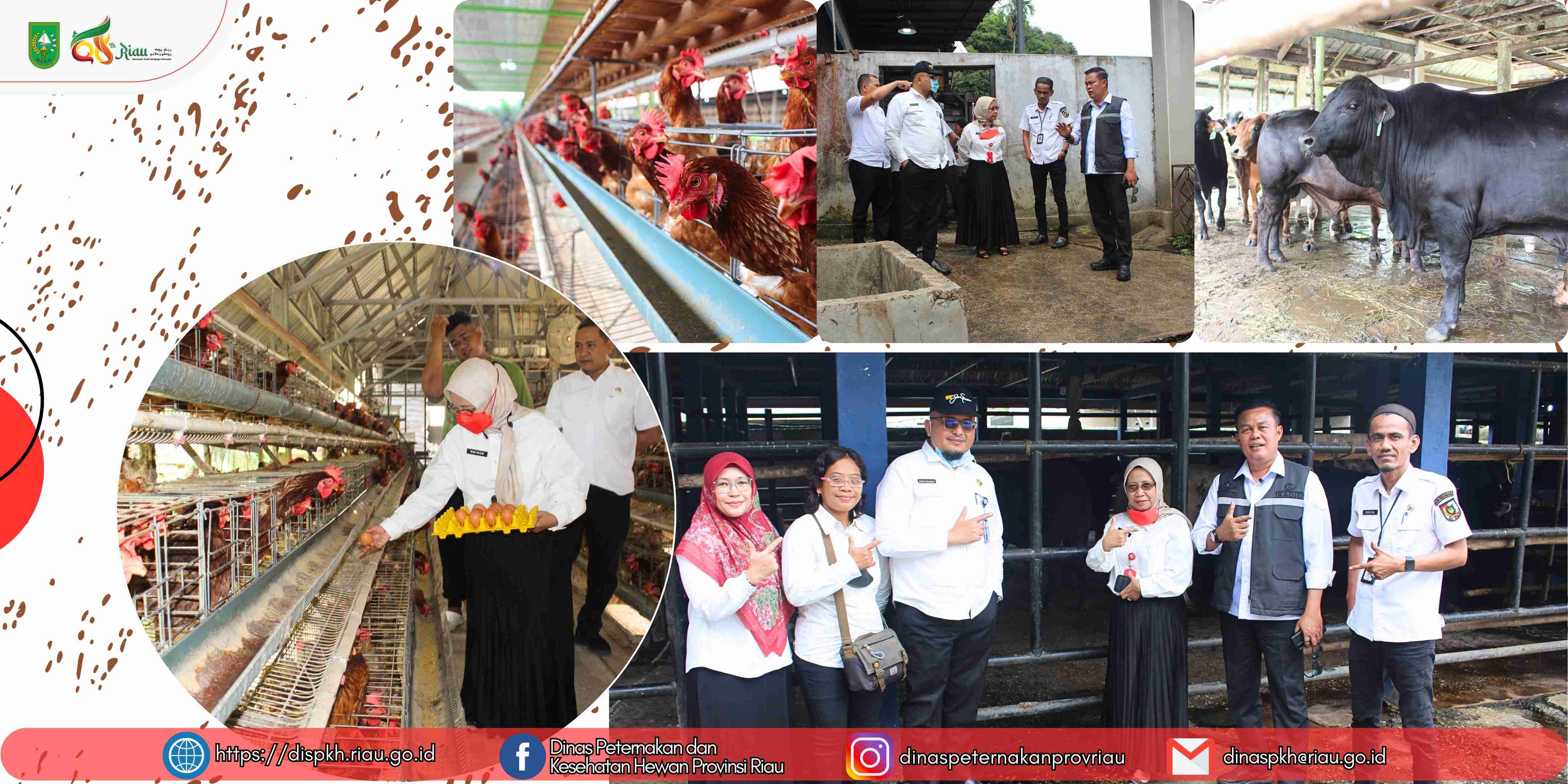 Ibu Kadis Peternakan dan Kesehatan Hewan Provinsi Riau beserta Kepala Bidang Kesehatan Masyarakat Veteriner Mengunjungi Budidaya Unggas Petelur Russel dan UPT. RPH Kota Pekanbaru