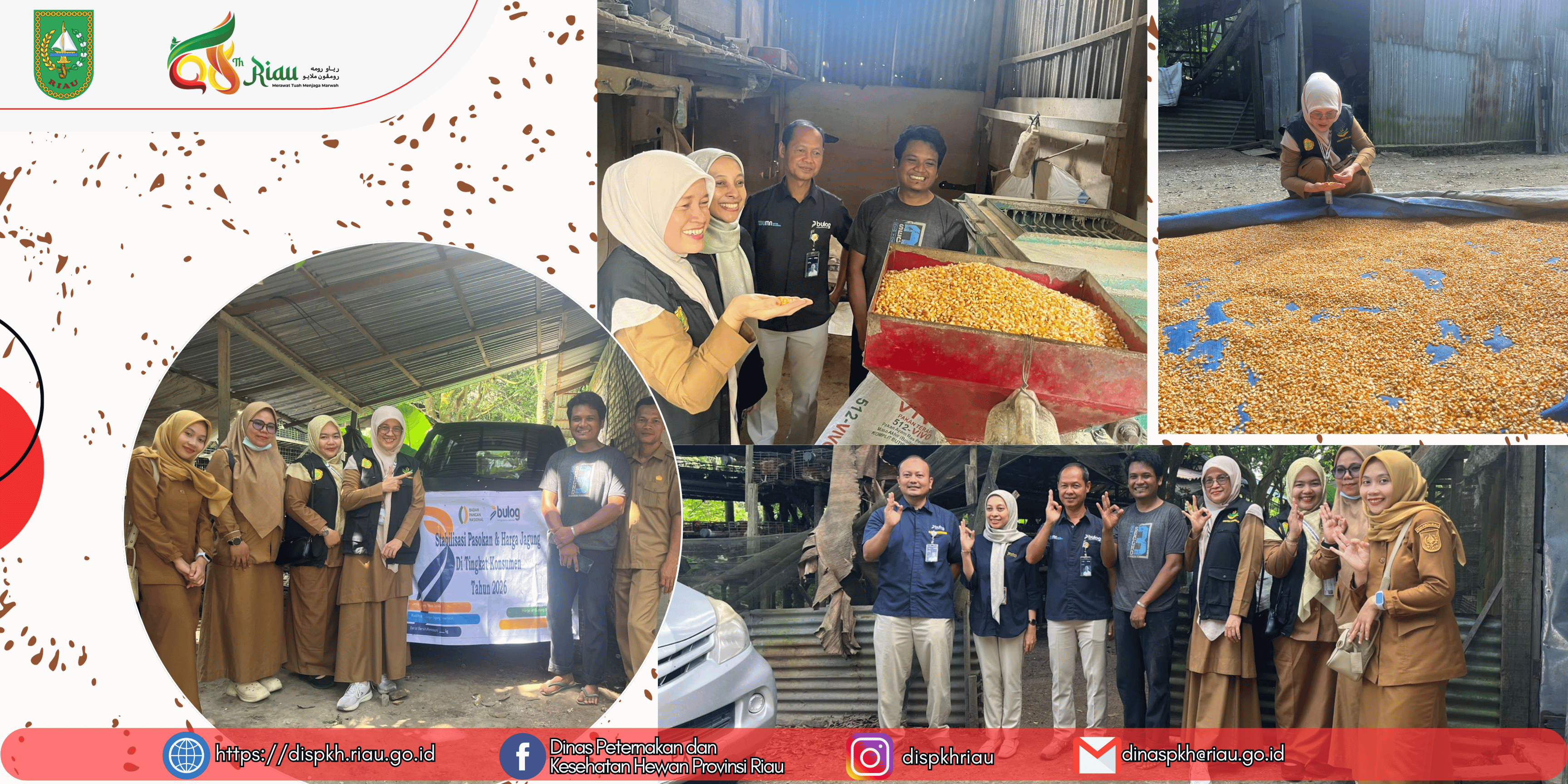 Jagung terjangkau, biaya pakan menurun, peternak pun semakin optimis berproduksi!