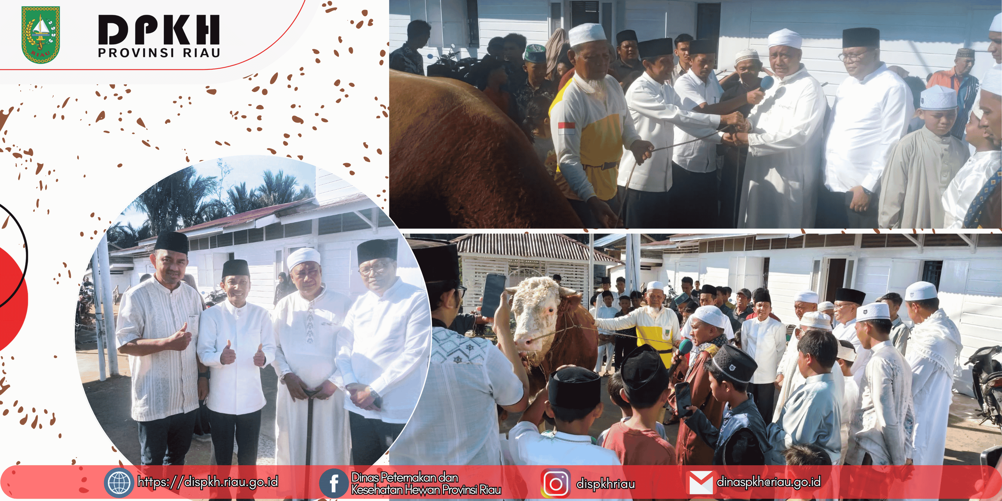 DPKH Provinsi Riau Dampingi Penyerahan Sapi Kurban Presiden RI di Kabupaten Rokan Hilir