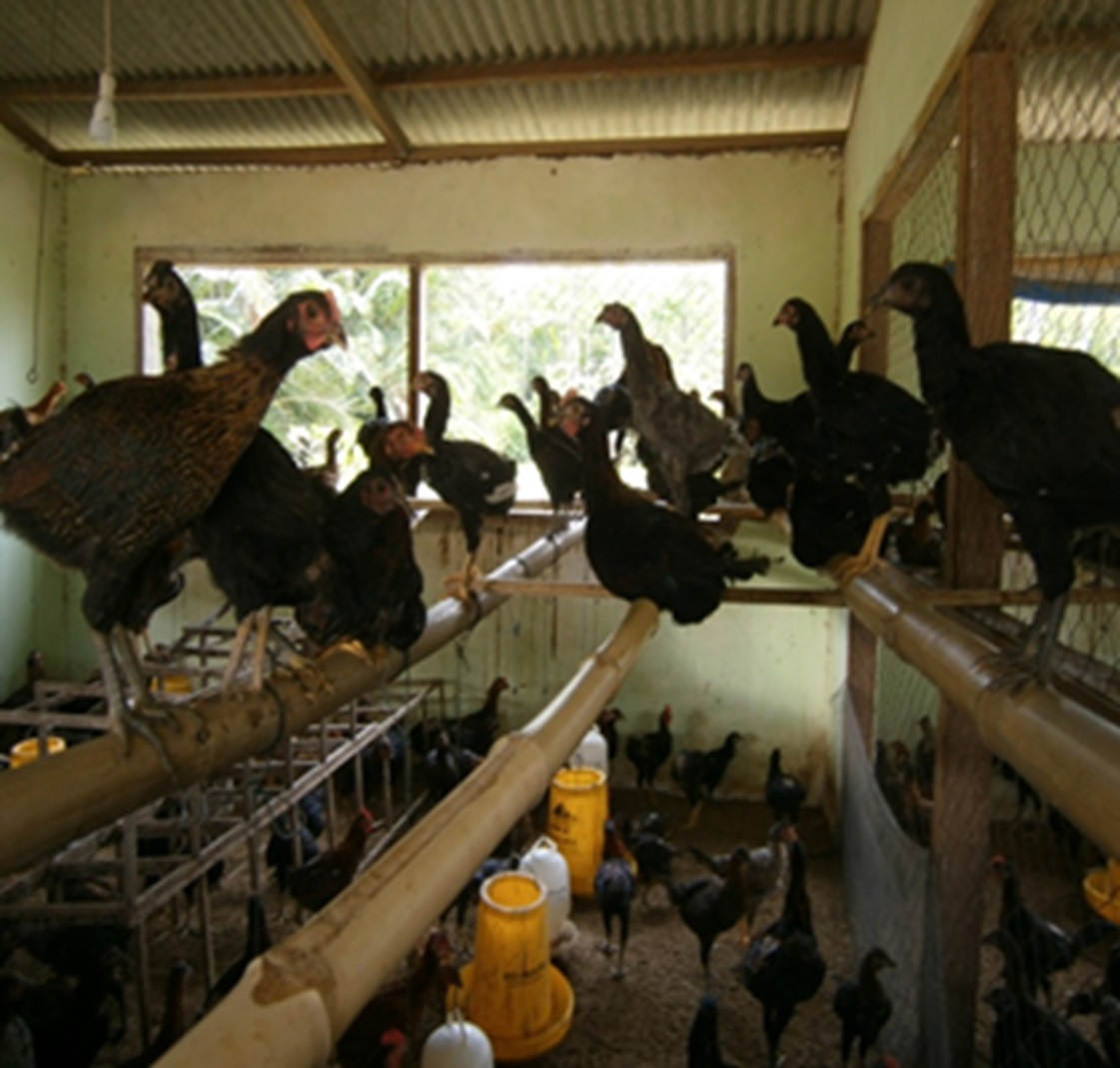 Pembibitan Ayam Kampung Solusi Jitu di Masa Pandemi Covid-19
