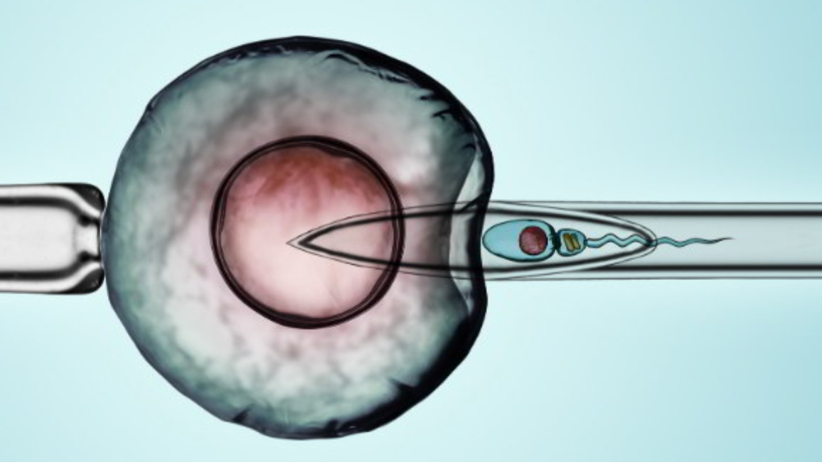 Inseminasi Buatan Pada Hewan Ternak, Manfaat dan Tujuan IB