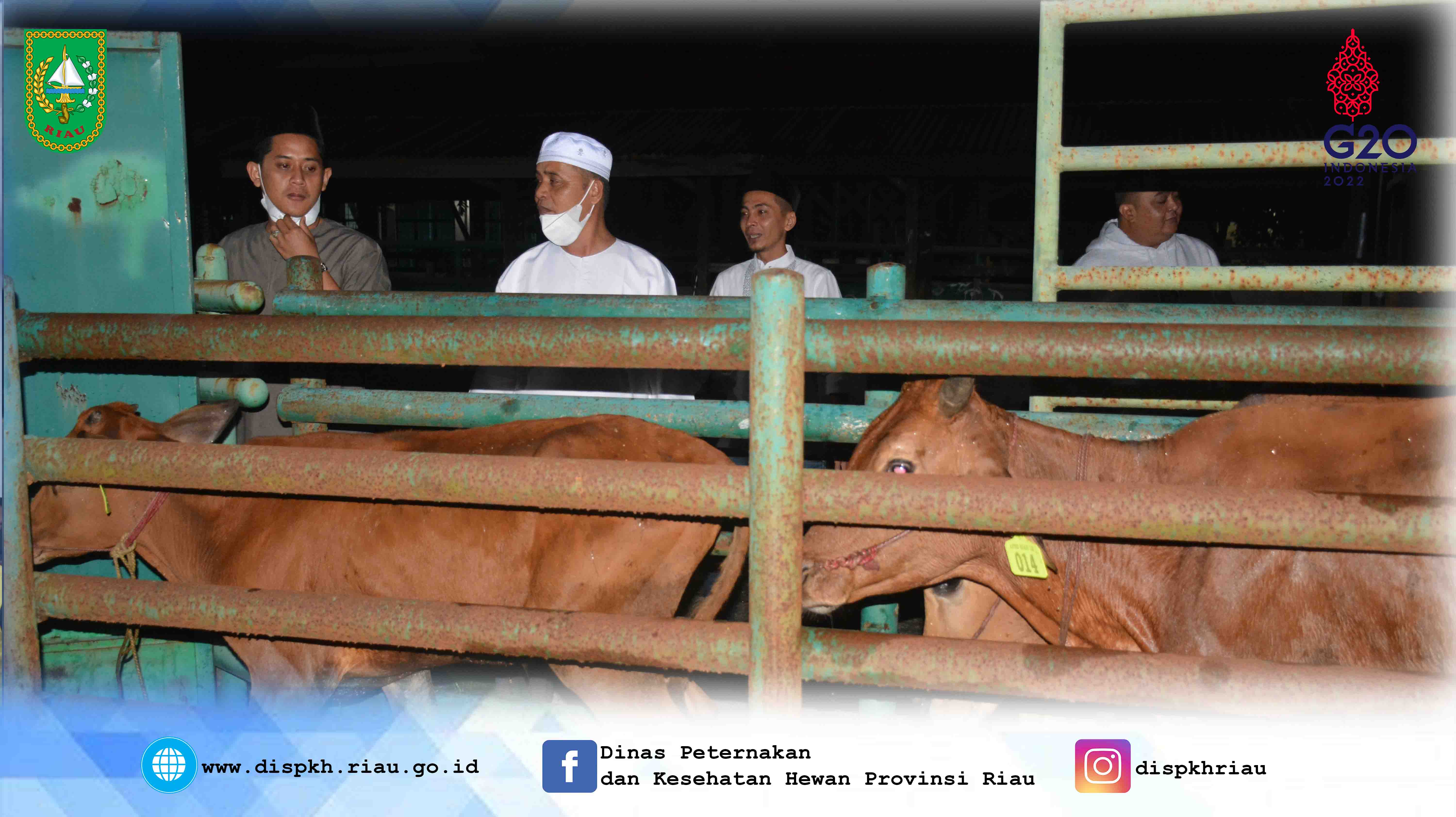Kedatangan sapi bantuan tahap pertama dari Provinsi Jawa Timur