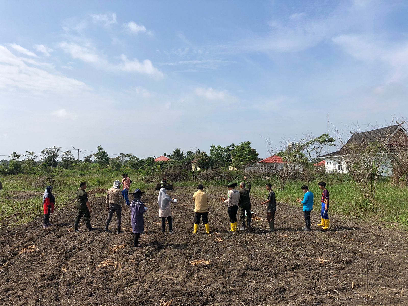  Menanam Rumput Odot Dapat Dua Keuntungan Sekaligus