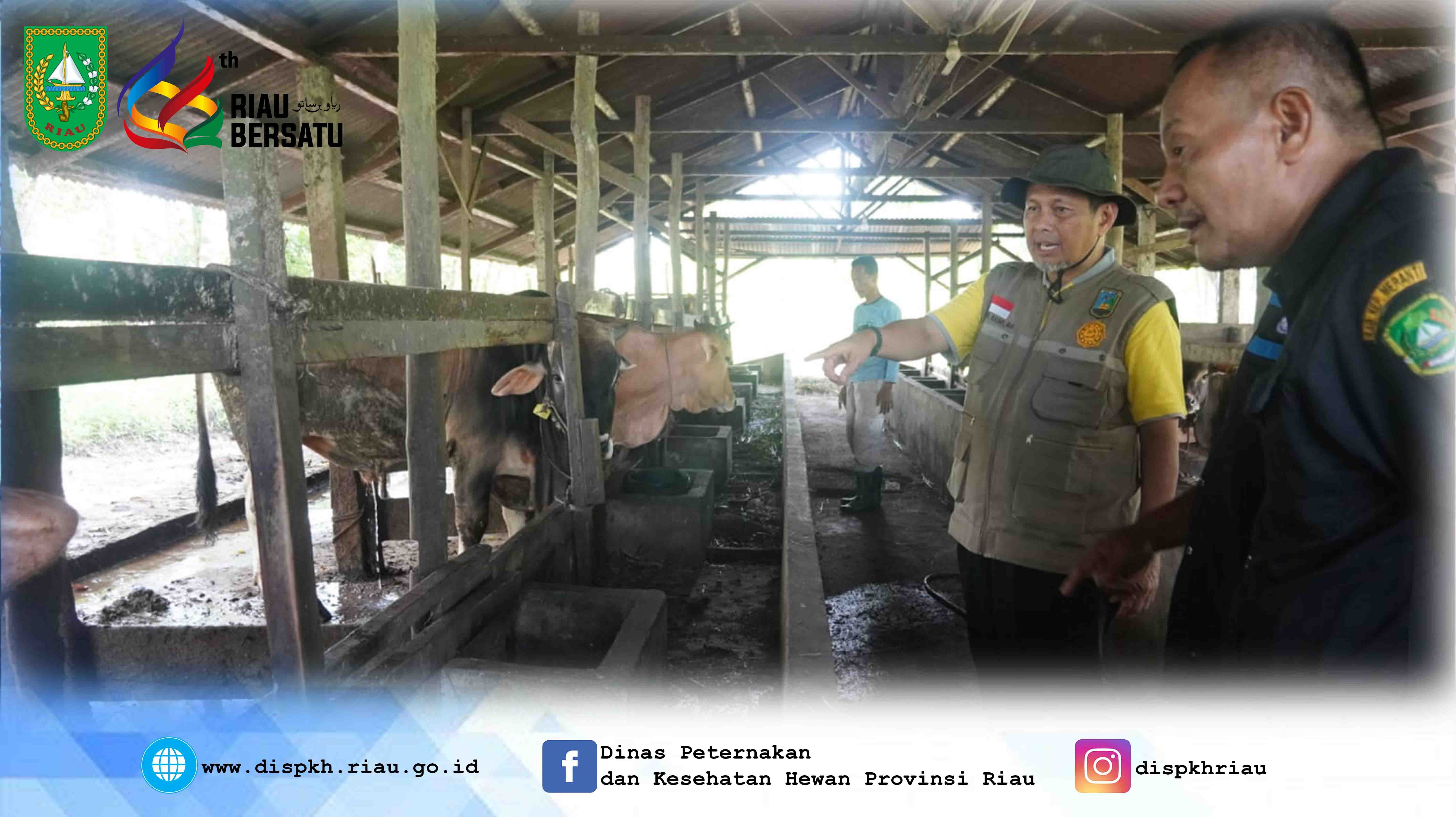 Peninjauan Kepala Dinas Peternakan dan Kesehatan Hewan Provinsi Riau ke kandang Sapi Inseminasi Buatan (IB)