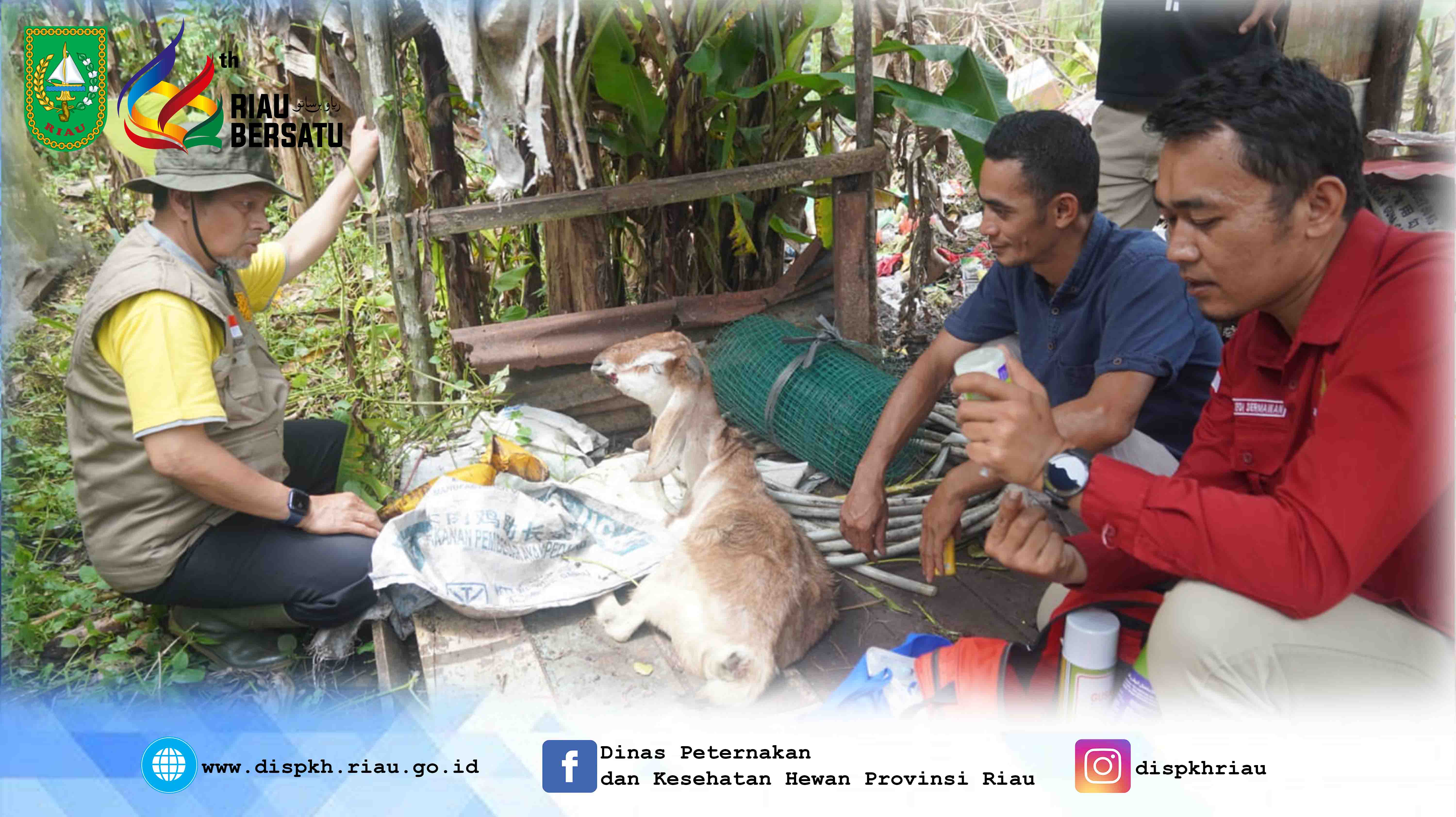 Peninjauan Kepala Dinas Peternakan dan Kesehatan Hewan Provinsi Riau ke Kandang Kelompok Ternak Kambing