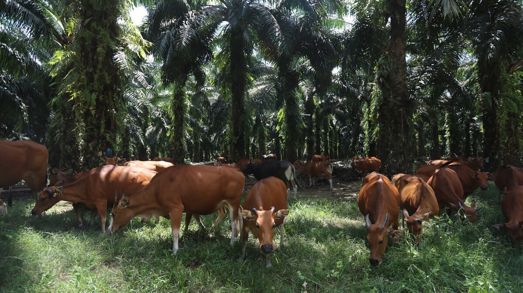 Potensi Perkebunan Kelapa Sawit Provinsi Riau Sebagai Lumbung Pakan/Feed Bank  Wilayah Barat Indonesia