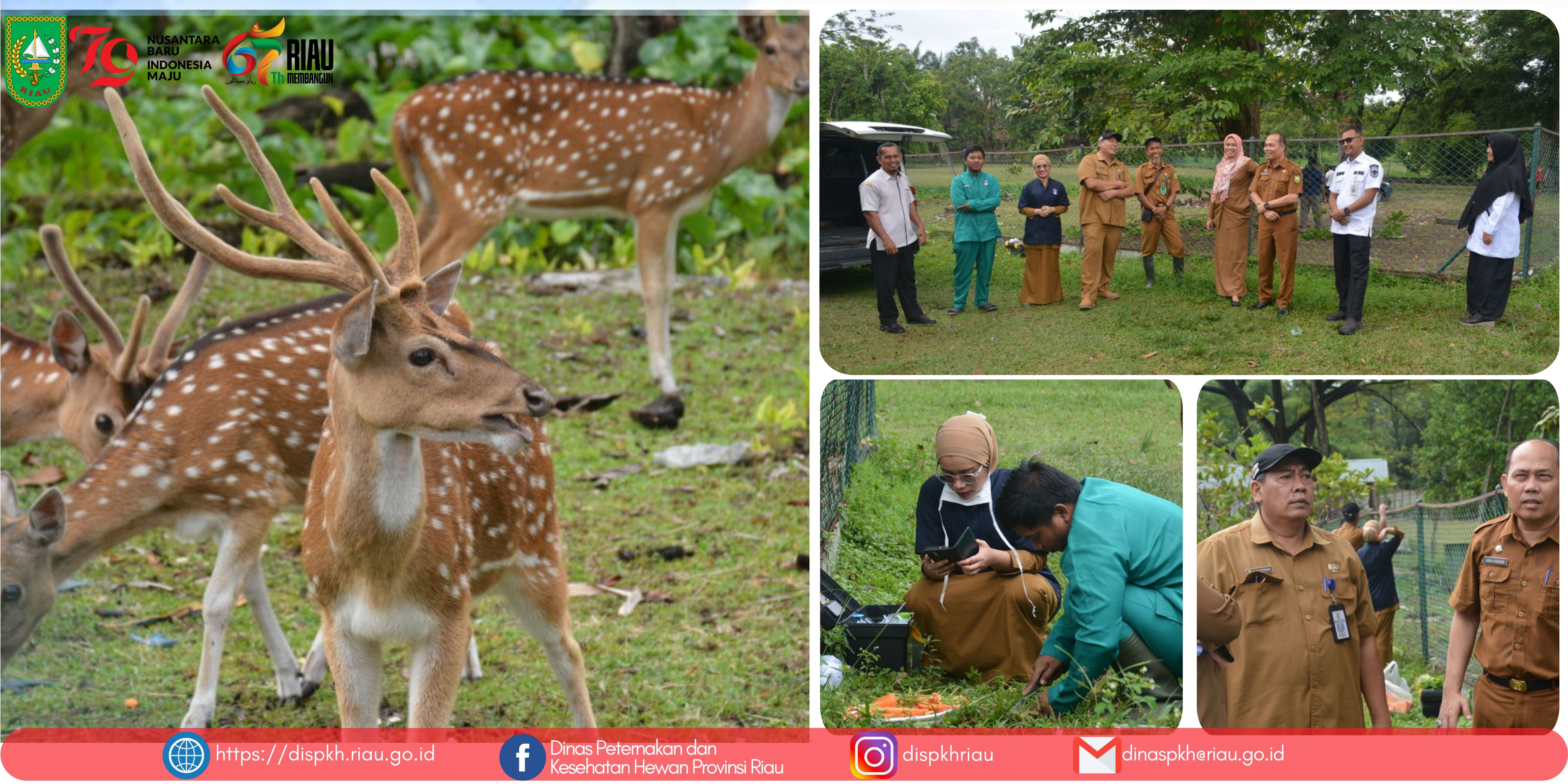 Kunjungan Kontrol Kesehatan Satwa Rusa Tutul di Halaman Kediaman Gubernur Riau bersama Medik dan Paramedik